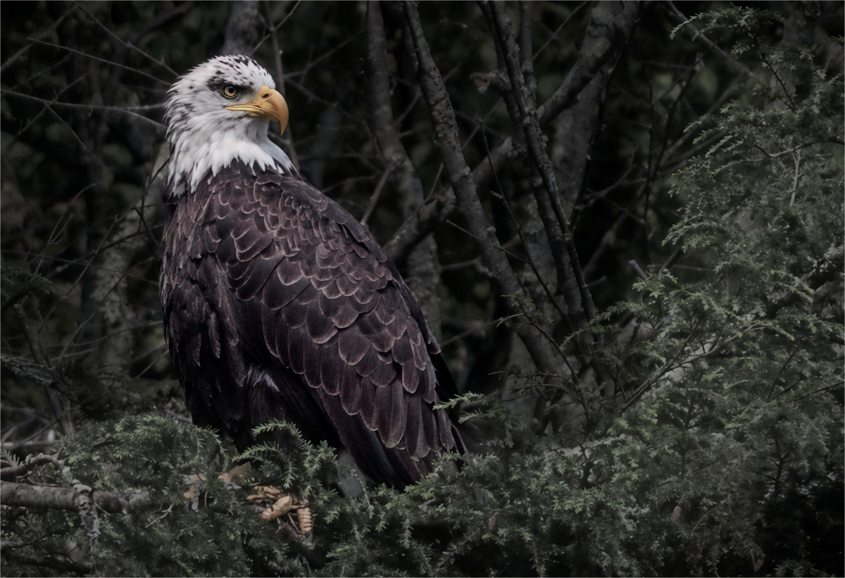 Nowak Mirek Bald Eagle Nature   Ornithological   Class A 20260225